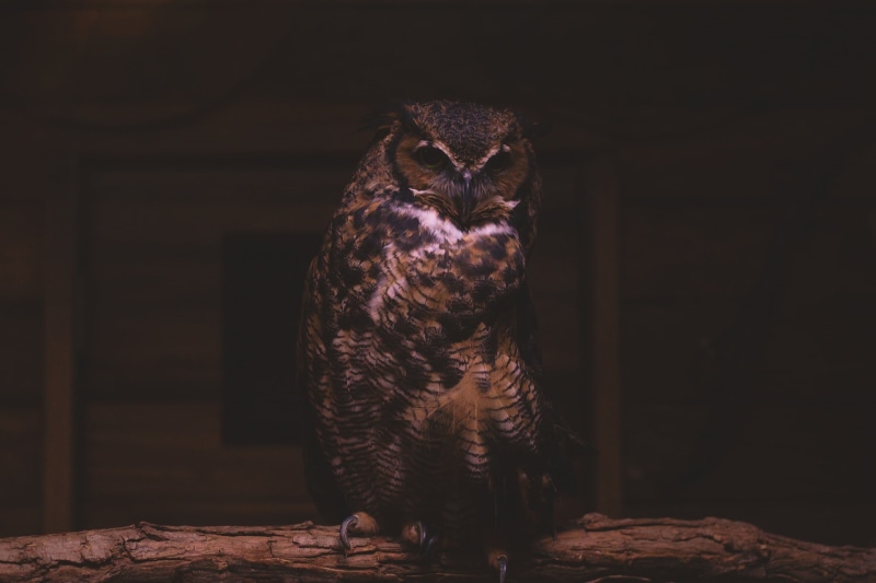 portrait, feather, wood - material, nature, beak, animal wildlife, animals In The Wild, full length, animal, black Color, sitting, 1080P, carnivore, indoors