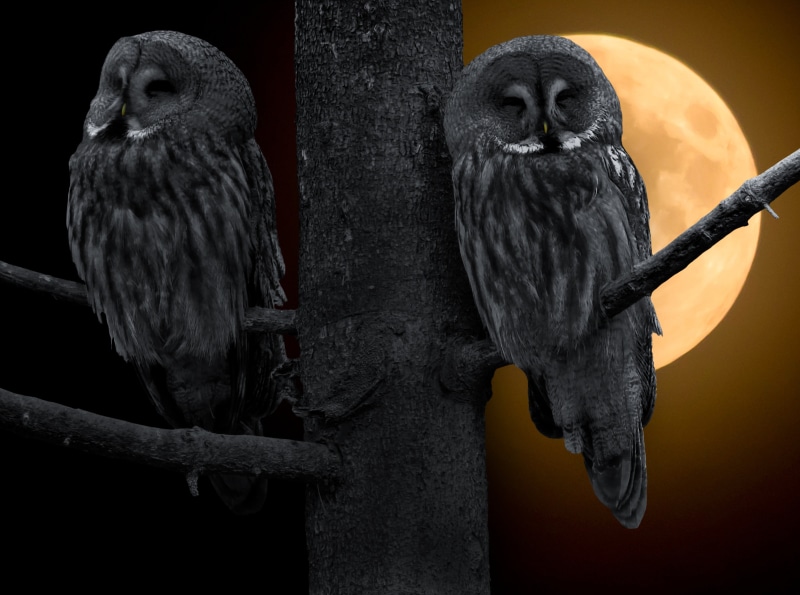 feather, owls, vertebrate, tree, moon, bart owl, bird, wisdom, animals in the wild, two, black background, focus on foreground, animal wildlife, 4K, beak