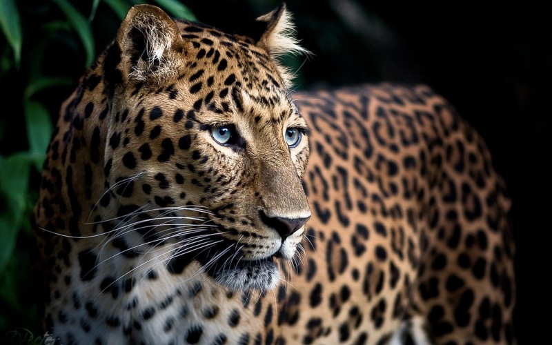 1080P, leopard, prowess, beautiful, powerful, animals, animal, sleek