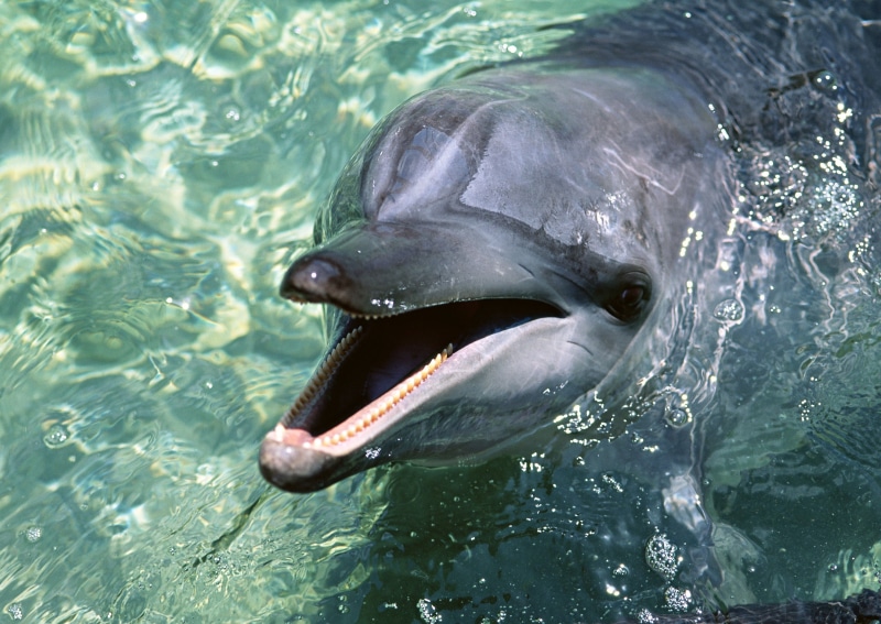 mouth, danger, playful, blue, animals And Pets, animal body part, mammal, no people, vertebrate, animal Teeth, fish, 2K, animal Mouth, animal Head, dolphin