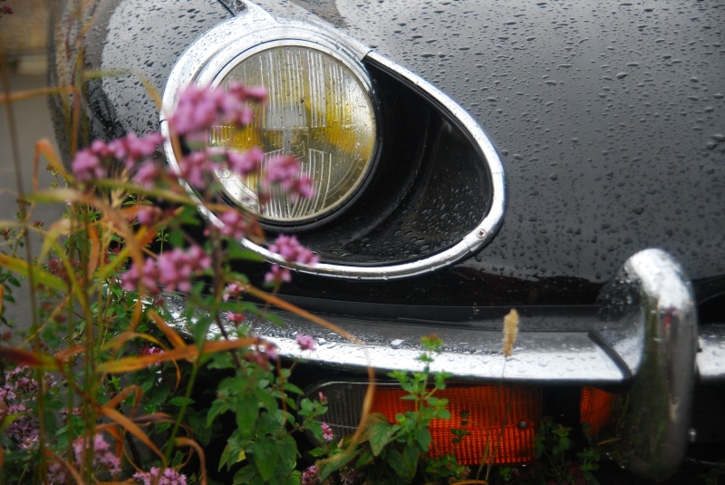 freshness, flowers, pink, selective focus, glass - material, sleek, day, flower, metal, outdoors, headlamp, water, rain, car, classic, close-up, vehicle