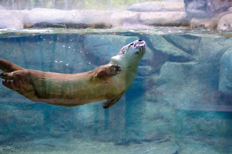 cute, adorable, tank, transparent, glass - material, otter, bubbles, fish, swimming, animal, day, summer, aquarium, underwater, sleek, mouth open, swim