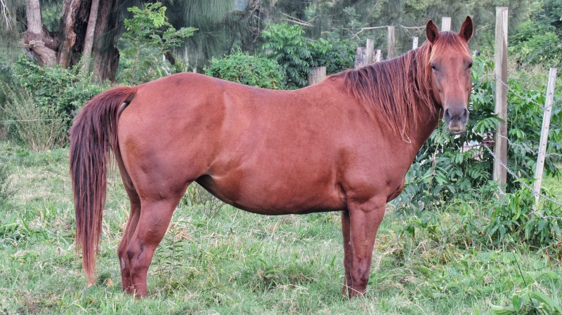 outdoors, tree, 4K, farm, domestic, land, livestock, pets, no people, animal, mare, plant, majestic, brown, keen, nature, sleek, pasture, animal wildlife