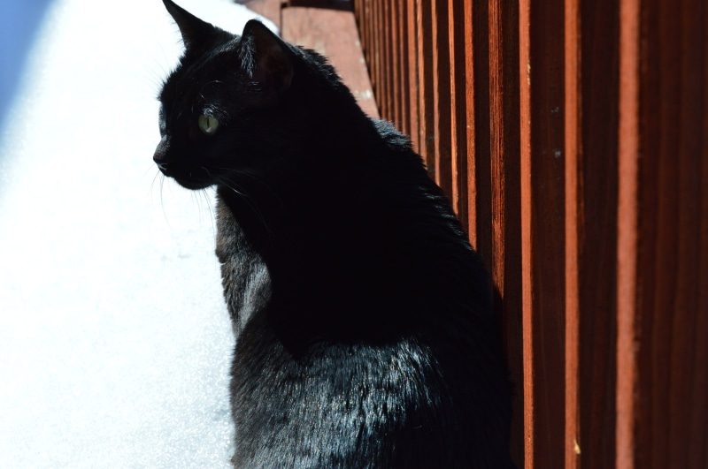 looking, animal themes, wood, black, black color, curtain, animal, profile, pet, one animal, black cat, cat, animal head, mammal, whisker, animal eye, feline