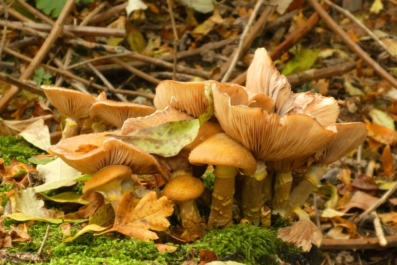 forest, fragility, food, growth, moist, beauty in nature, nature, toadstool, focus on foreground, no people, food and drink, day, freshness, slats, field