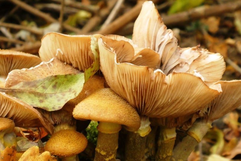 2K, food and drink, close-up, slats, food, focus on foreground, plant, moist, edible mushroom, vegetable, fragility, no people, vulnerability, toadstool