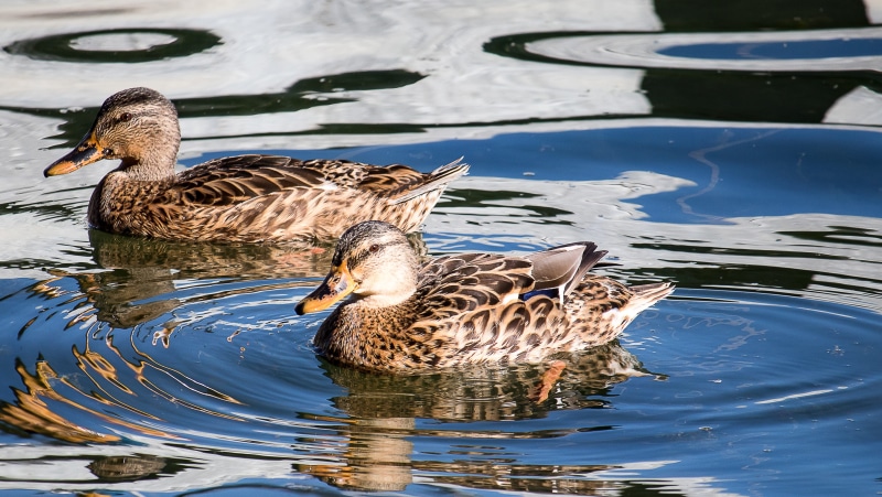 duck bird, mallard, animal family, duck, animal wildlife, animal, swimming, animals in the wild, outdoors, 2K, reflection, mallard duck, vertebrate, swim