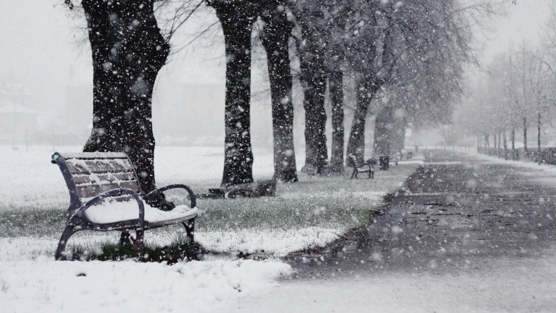 black, treelined, empty, brown, tree, no people, snowing, tree trunk, trees, path, park - man made space, trunk, park bench, bench, 1080P, absence, cold temperature