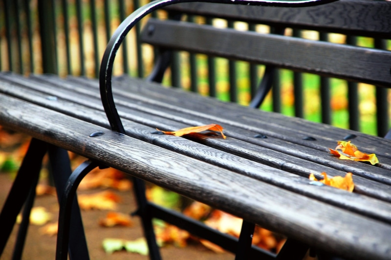 wooden, yellow, focus on foreground, animal, leaves, railing, 2K, fence, wood - Material, iron - Metal, bench, barrier, seat, autumn, park bench, nature