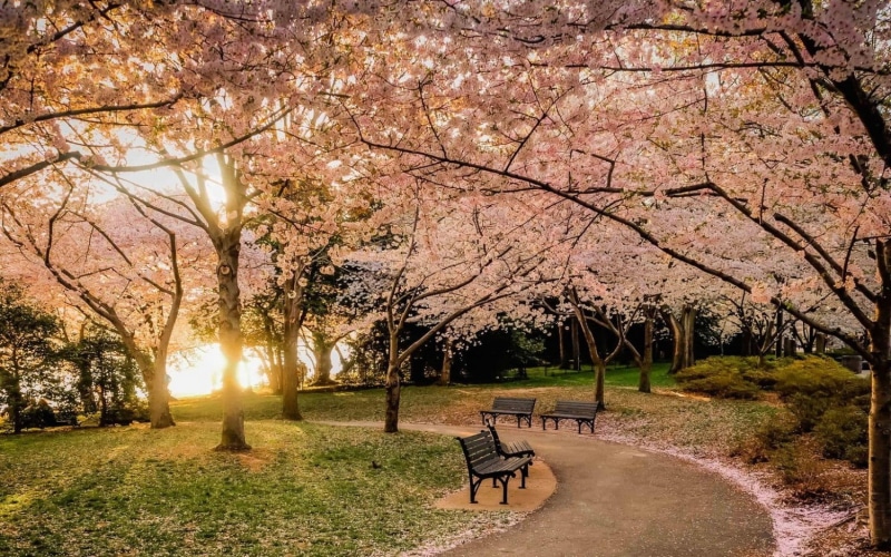 metal, sunset, change, park, park - man made space, lawns, cherry tree, 720P, footpath, tranquility, tree, flowers, benches, park bench, landscape, the way forward