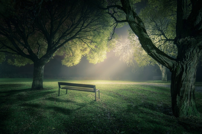 absence, brown, lights, landscape, trunk, no people, grass, green, empty, land, beauty in nature, wooden, nature, park, green color, tree, tranquil scene