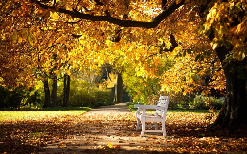 2K, bench, track, autumn Park, park, autumn, falling leaves