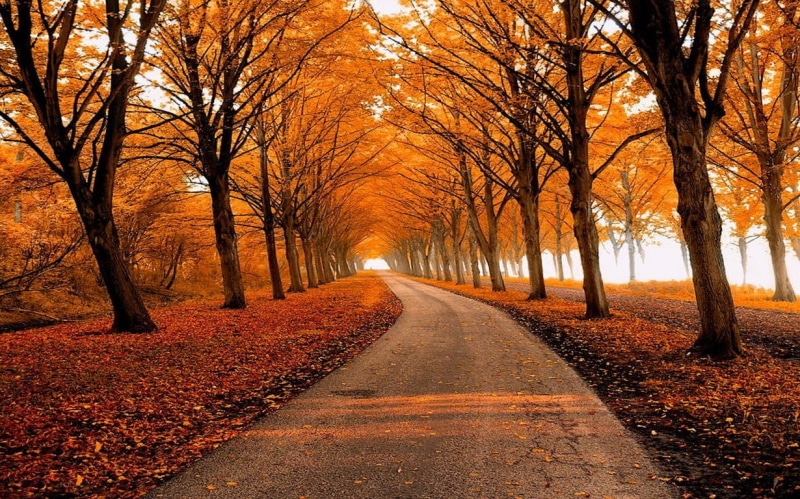 fall, 480P, park, leaves, nature, trees, path, landscape