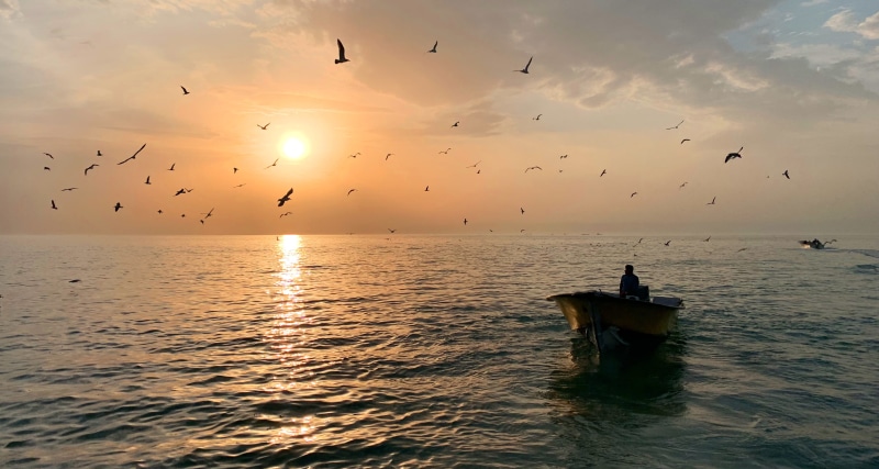 flying, large group of animals, sunset, scenics - nature, boushehr, beauty in nature, waterfront, bids, group of animals, horizon over water, fishing industry