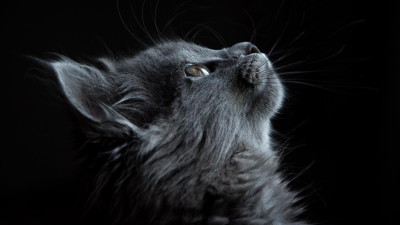 profile, black, 4K, eyes, dark, face, cat, animal