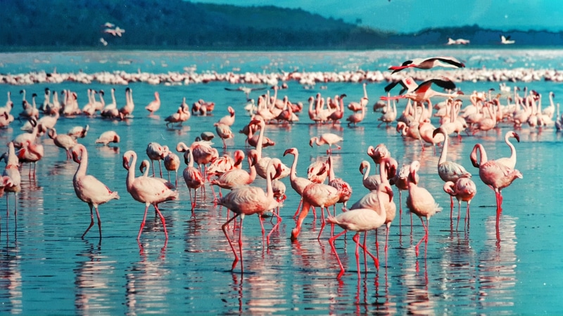 2K, bolivia, animal, freshwater bird, flamingo, reflection, no people, lake, animals In The Wild, scenics - nature, pink color, group of animals, nature