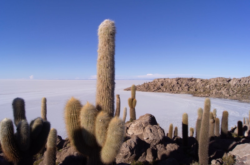 sunlight, arid climate, nature, salt flat, non-urban scene, cactus, salt lake, beauty in nature, outdoors, wooden post, scenics - nature, sony a55, tranquil scene