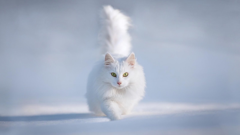 kitty, cute, adorable, running, nice, kitten, 1080P, animals, cat, white