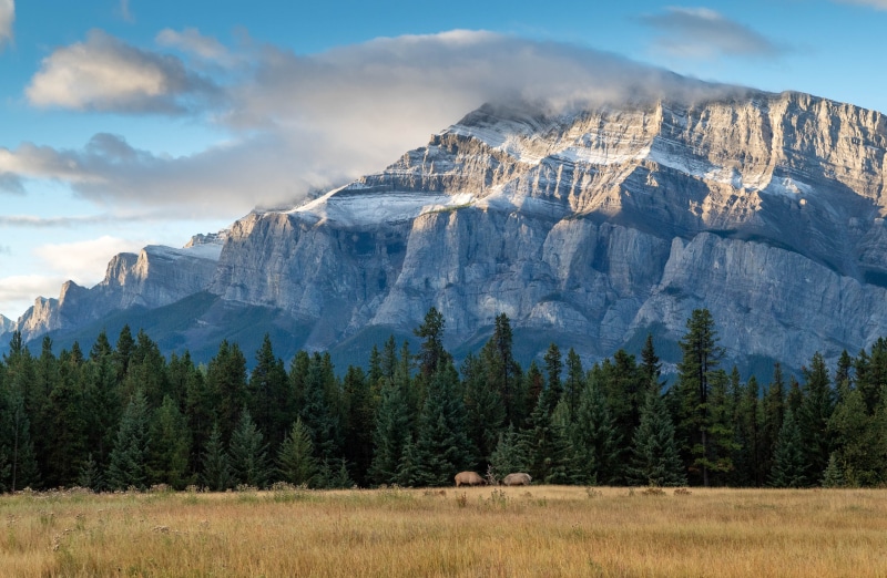 clouds, Canada, trees, Banff National Park, sunset, mountains, Alberta, elk, national park, 4K