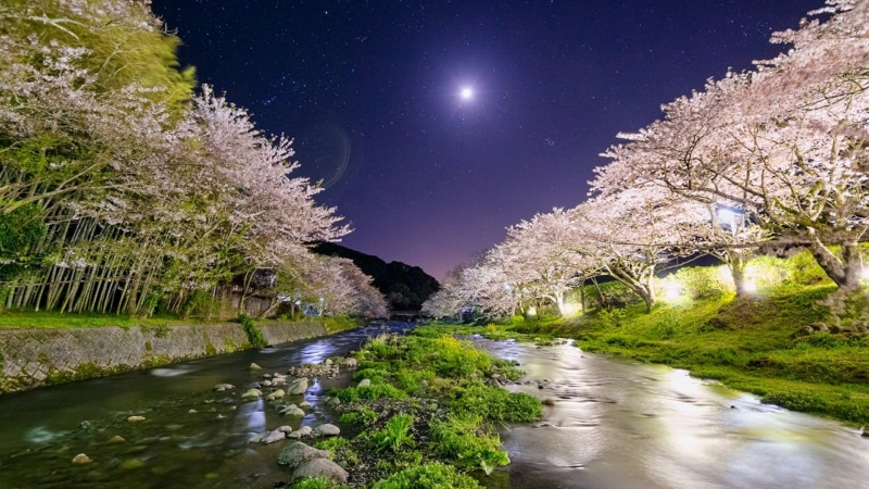 spring, 1080P, cherry blossom, land, star - space, full moon, tranquility, night sky, plant, water, japan, sky, tranquil scene, moonlight, beauty in nature