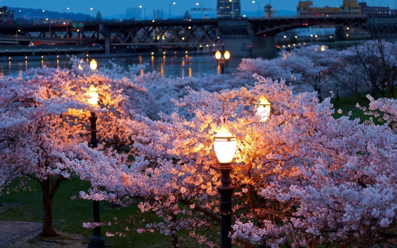 1080P, River, Lamps, Trees, Night, City, Spring, Flowers