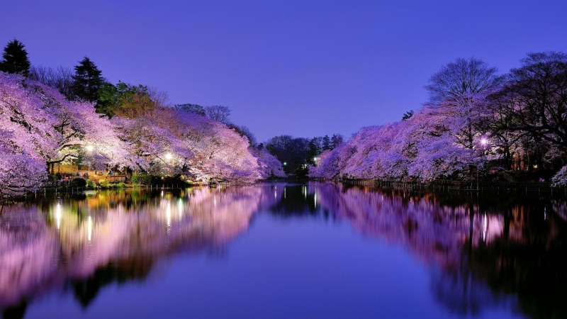 lake, night, sky, river, japan, tranquility, pink color, tranquil scene, plant, spring, canal, nature, osaka, cherry blossom, springtime, purple, flower