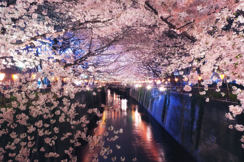 travel Destinations, springtime, no people, Japan, blossom, season, cherry Blossom, travel, street Light, blossoms, bridge - Man Made Structure, night