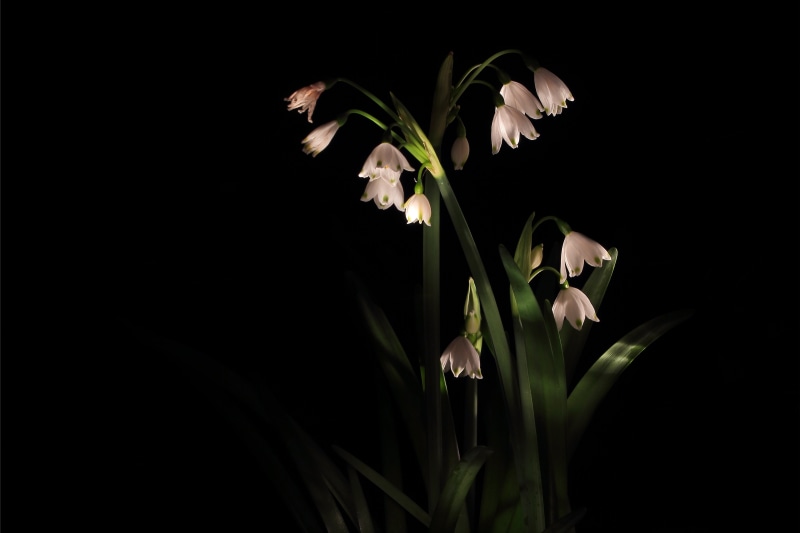 plant, garden, flowers, vulnerability, spring, black background, petal, leaf, growth, flower, white, night, lowkey, petaled, blossom, flashlight, long exposure