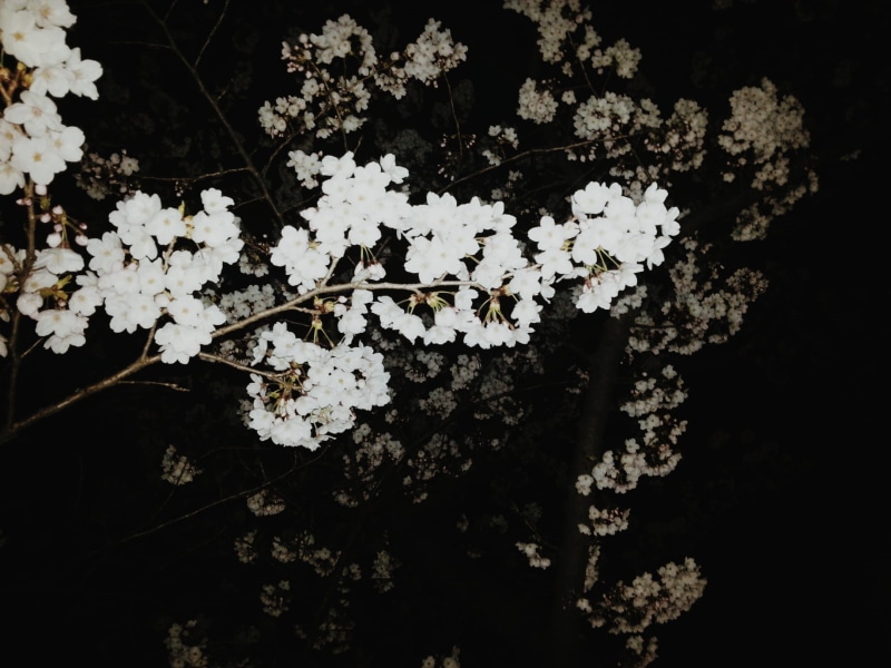 branch, cherry blossom, 720P, cherryblossoms, seoul, low angle view, white color, leaves, spring, day, flowering plant, korea, flower, plant part, nature