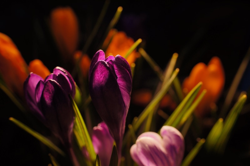 prime  lens, vintage, Popular, Europe, bloom, Nacht, Crocus, Night, flower, Nex, Licht, lila, best, SpeedBooster, focus, photography, tulip, 4K, Rauenberg