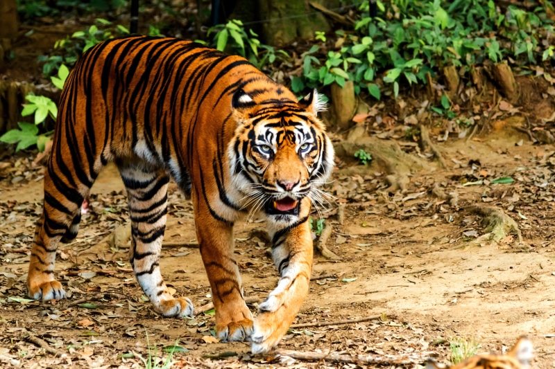 HSM, person, Zoological Gardens, Sumatran Tiger, Nikon, Asahi Ward, Japan, Park  City, Yokohama, daytime, Dell, Outdoor, Street, Bokeh, sumatran, F2, Carnivore