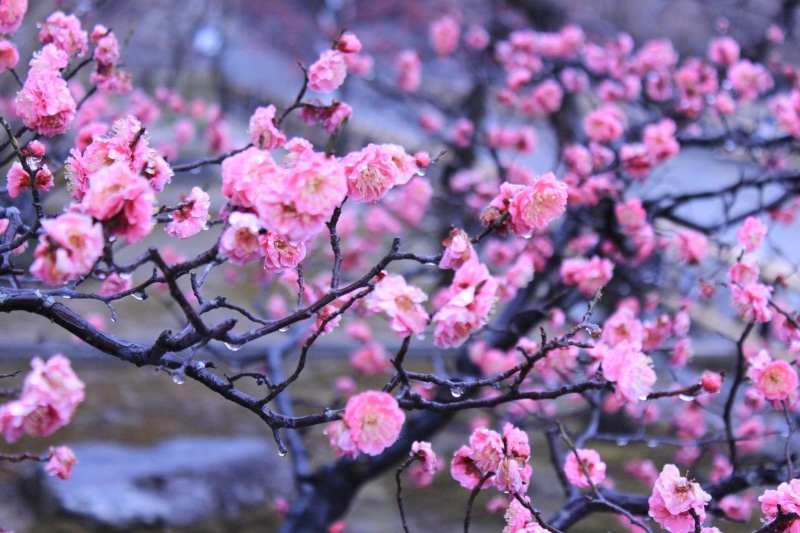 Japan, water, Imperial Garden, 1080P, Kyoto, drops, garden, spring, flowers, imperial