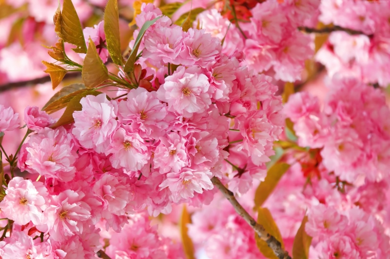 4k, sakura, 2K, flowers, spring, pink, cherry blossom