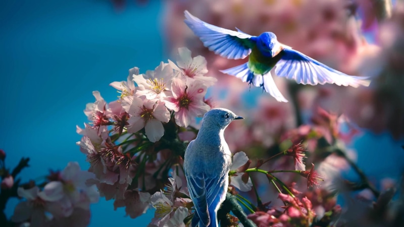 animal, vulnerability, pink flowers, flower, cherry blossom, no people, 1080P, growth, animal wildlife, sky, petal, purple, vertebrate, flower head, close-up