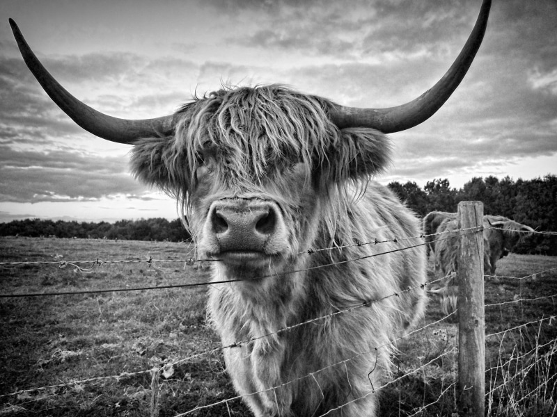 herbivorous, horn, 4K, domestic cattle, highland cow, highland, boundary, livestock, agriculture, bull, animal, country, natural, no People, sky, rural