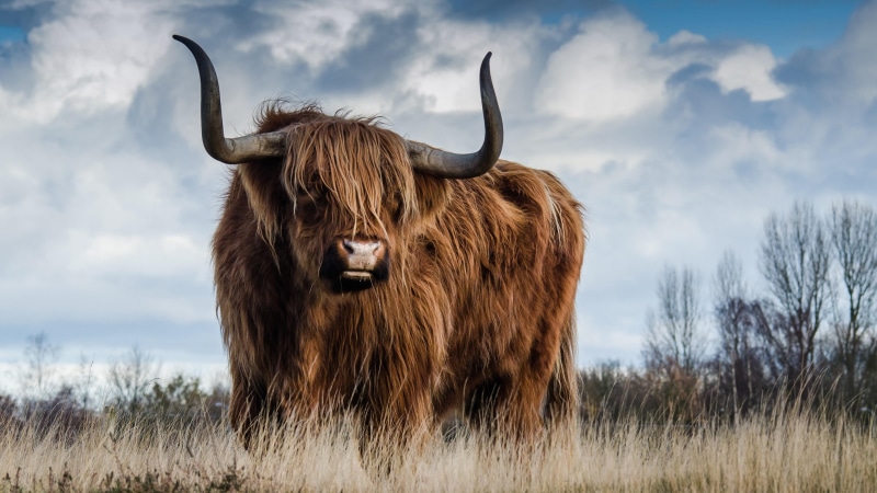 field, grass, 4K, pasture, prairie, bull, cloud, grassland, scottish highland cattle, wildlife, sky, grazing, horn, cattle
