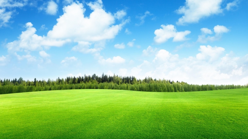 grassland, beauty in nature, lawn, tranquility, meadow, field, blue, plant, tranquil scene, green color, woodland, nature, 4K, pine tree, tree, green - golf course