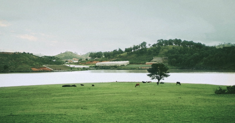 water, sky, outdoors, activity, golf, scenics - nature, group of animals, leisure activity, 5K, animal themes, plant, day, vietnam, environment, animal