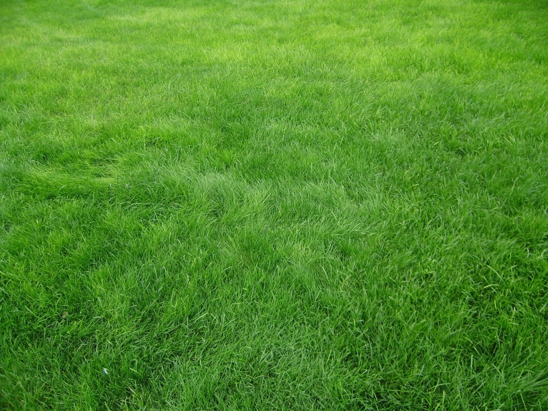 beauty in nature, land, day, grass Area, outdoors, summer, landscape, close-up, clean, grain, lawn, full frame, meadow, plant, environment, abstract, no People