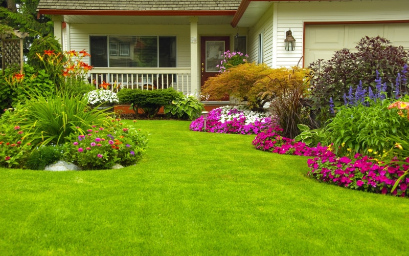 Zinnia, garden, home, greens, Petunia, lawn, 2K, grass, green, flowers, shrubs, grassfield
