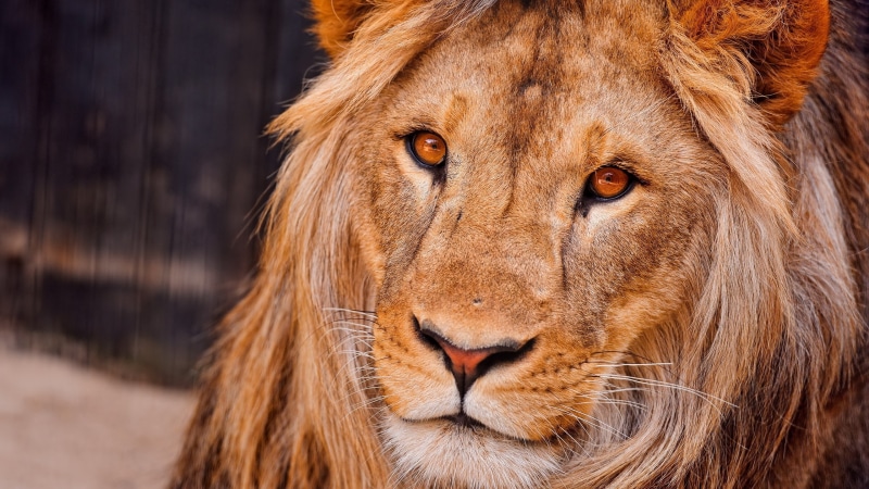 mammal, portrait, 2K, whisker, cat, focus on foreground, close-up, feline, vertebrate, lion - feline, mac os x lion  download, animal themes, animal wildlife