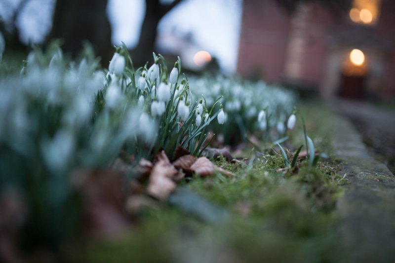 grass, plant, chruch graveyard, day, leaf, grow, nature, snowdrop, flowers, floral, green color, no people, growth, selective focus, fragility, spring