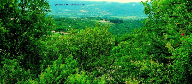 tranquility, non-urban scene, plant, forest, outdoors, beauty in nature, green color, nature, tranquil scene, green, land, 2K, growth, idyllic, lush foliage