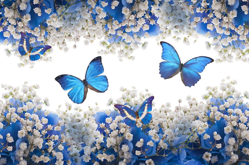 Artistic, flowering plant, no people, freshness, White Flower, flower head, plant part, beauty in nature, Butterfly, outdoors, butterfly - insect, day