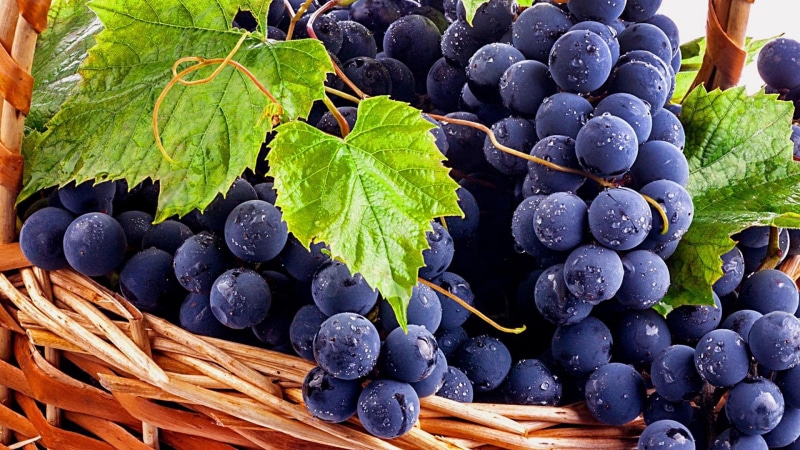 basket, grape, blue concord grape, fruits, 1080P