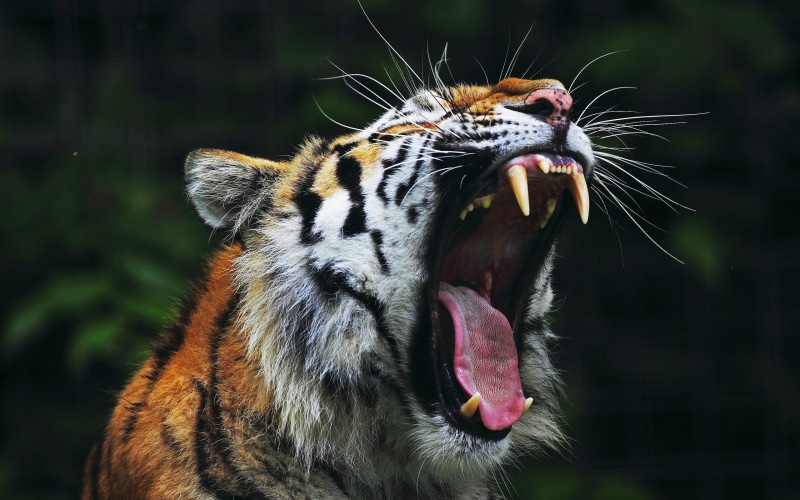 animal, roaring, facial expression, 2K, feline, focus on foreground, yawning, animals in the wild, black, one animal, animal wildlife, animal head, big cat