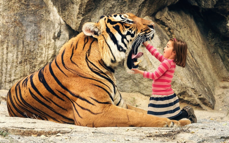 day, muzzles, open mouth, outdoors, photo manipulation, females, tiger, one person, real people, vertebrate, animals, striped clothing, childhood, animals in the wild