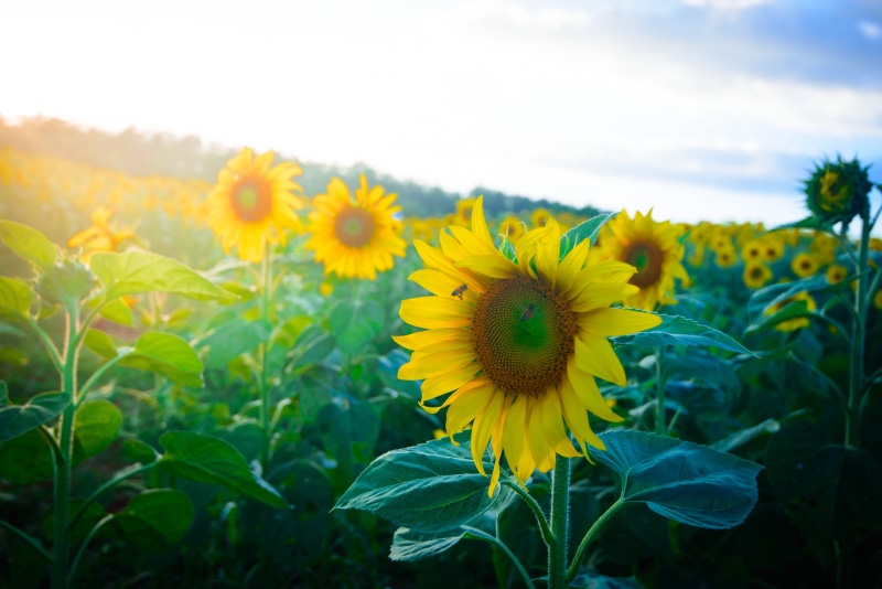 landscape, sunflowers, springtime, inflorescence, flowering plant, close-up, dalat milk, beauty in nature, petal, flower head, environment, 5K, no people