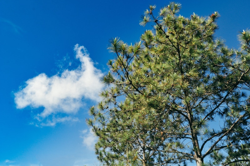 biker, travel, bike, pine tree, light, tranquility, clouds, outdoors, sport, speed, plant, growth, low angle view, moutain, coniferous tree, beauty in nature