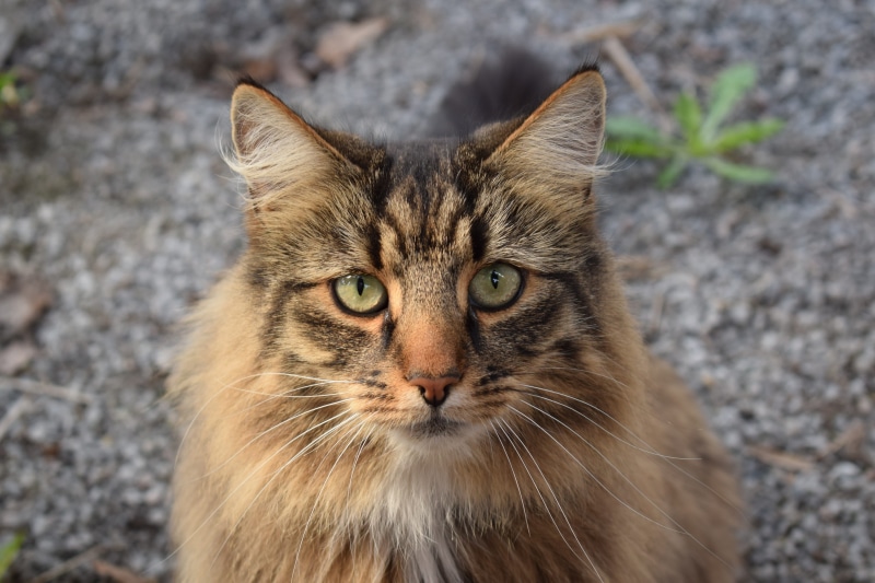 whisker, domestic Cat, maine coon cat, 5K, animal themes, vertebrate, cat face, nature, animal, portrait, looking, kitten, cute, Cat, animal world, feline